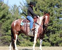 flashy-paint-horse