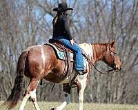 husband-safe-paint-horse