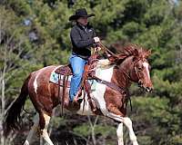 performance-paint-horse