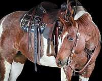 ranch-paint-horse