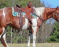 ranch-versatility-paint-horse