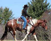 roping-paint-horse