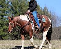 show-paint-horse