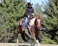 trail-riding-paint-horse