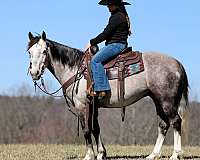 athletic-draft-horse