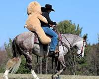 draft-horse