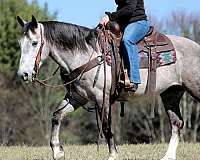 flashy-draft-horse