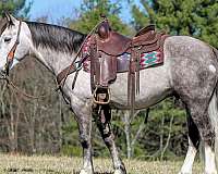 ranch-draft-horse