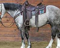 ridden-english-draft-horse