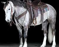ridden-western-draft-horse