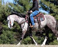 show-draft-horse