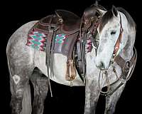 trail-draft-horse