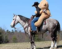 grey-draft-gelding