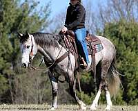 trail-riding-draft-horse
