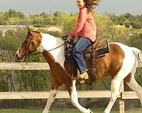 ridden-english-paint-horse