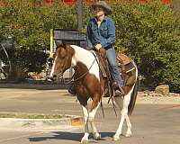 ridden-western-paint-horse