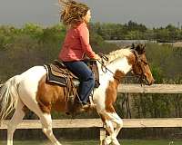 trail-class-competition-paint-horse