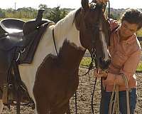 trail-paint-horse