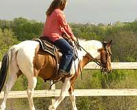 trail-riding-paint-horse