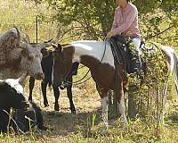 western-dressage-paint-horse