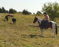 western-riding-paint-horse
