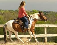 tobiano-jumper-horse