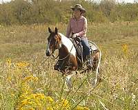 tobiano-jumping-horse