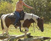 tobiano-paint-gelding