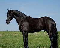 athletic-friesian-horse
