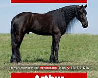 all-around-friesian-horse