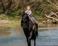 driving-friesian-horse
