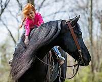 flashy-friesian-horse