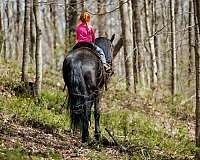 parade-friesian-horse