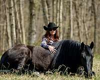 ridden-english-friesian-horse