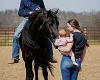ridden-western-friesian-horse