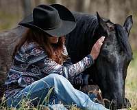 team-driving-friesian-horse