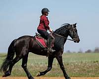 trail-friesian-horse