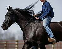 black-friesian-gelding