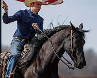 trail-riding-friesian-horse