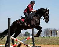 youth-friesian-horse