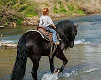 black-all-around-horse