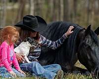 black-athletic-horse