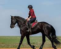 black-driving-horse