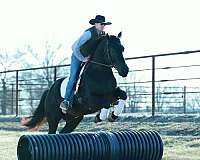 athletic-draft-horse