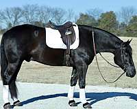 draft-horse