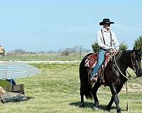 driving-draft-horse