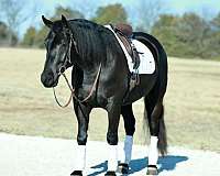 flashy-draft-horse