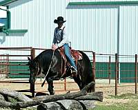 parade-draft-horse