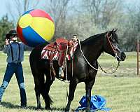 ranch-draft-horse