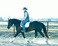 ranch-work-draft-horse